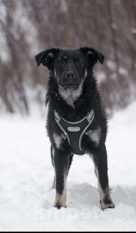 Собаки в Москве: Сникерс Мальчик, Бесплатно - фото 3