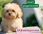 Собаки в Москве: Мальтипу щенок Девочка, 40 000 руб. - фото 1