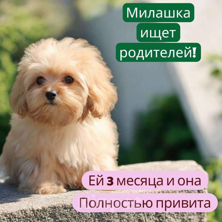 Собаки в Москве: Мальтипу щенок Девочка, 40 000 руб. - фото 1