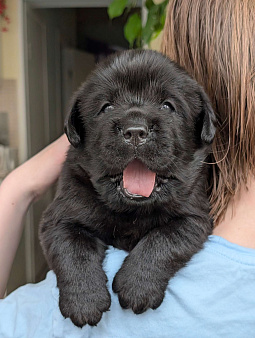 Черный толстолапый малышок