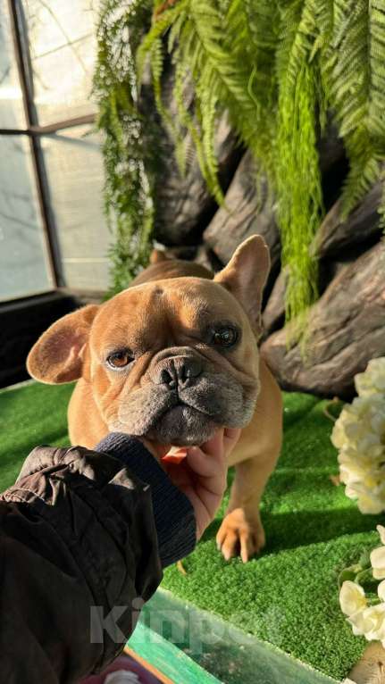 Собаки в Симферополе: добрая активная девочка французик ищем ручки  Девочка, Бесплатно - фото 1