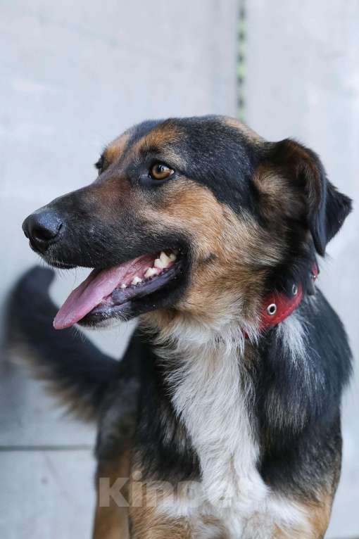 Собаки в Санкт-Петербурге: Отдам собаку бесплатно. Мальчик, Бесплатно - фото 7