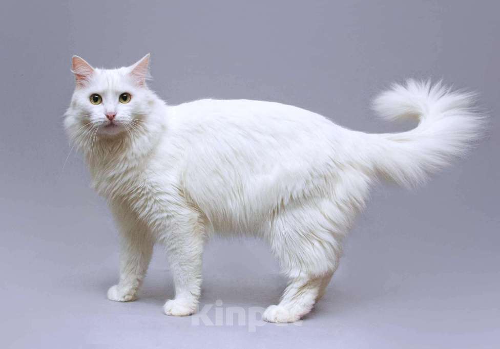 Кошки в Москве: Нежный ласковый котик Никита в добрые руки Мальчик, Бесплатно - фото 3