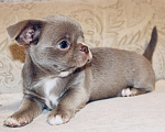 Собаки в Ижевске: Щенок чихуахуа Мальчик, 50 000 руб. - фото 1