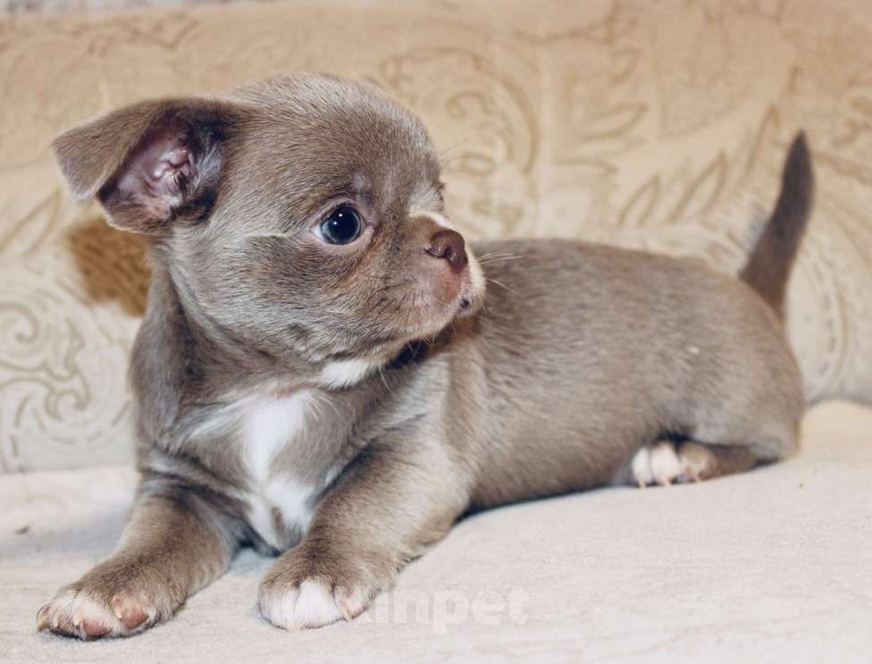 Собаки в Ижевске: Щенок чихуахуа Мальчик, 50 000 руб. - фото 1