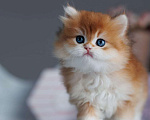 Кошки в Владивостоке: Мальчик британской породы Мальчик, 160 000 руб. - фото 5