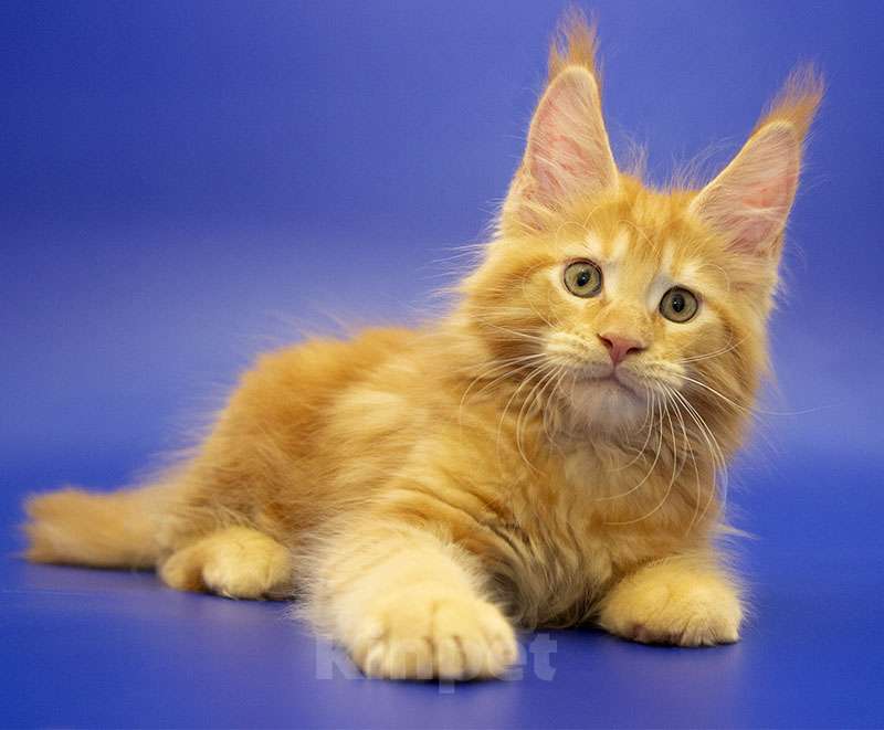 Кошки в Москве: Мейн-кун котенок Мальчик, Бесплатно - фото 2