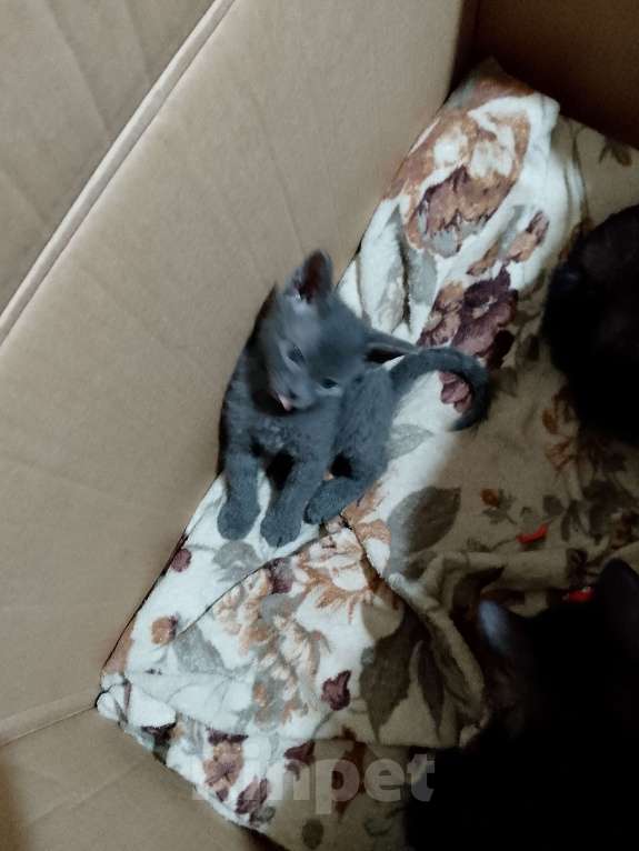 Кошки в Ростове-на-Дону: Кошечка серая Девочка, Бесплатно - фото 2