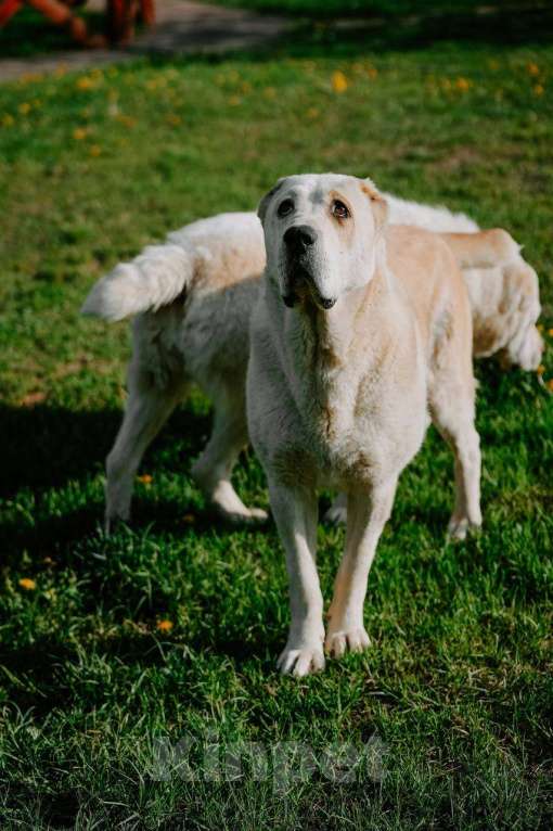 Собаки в Москве: Пара молодых алабаев в добрые руки Девочка, Бесплатно - фото 7