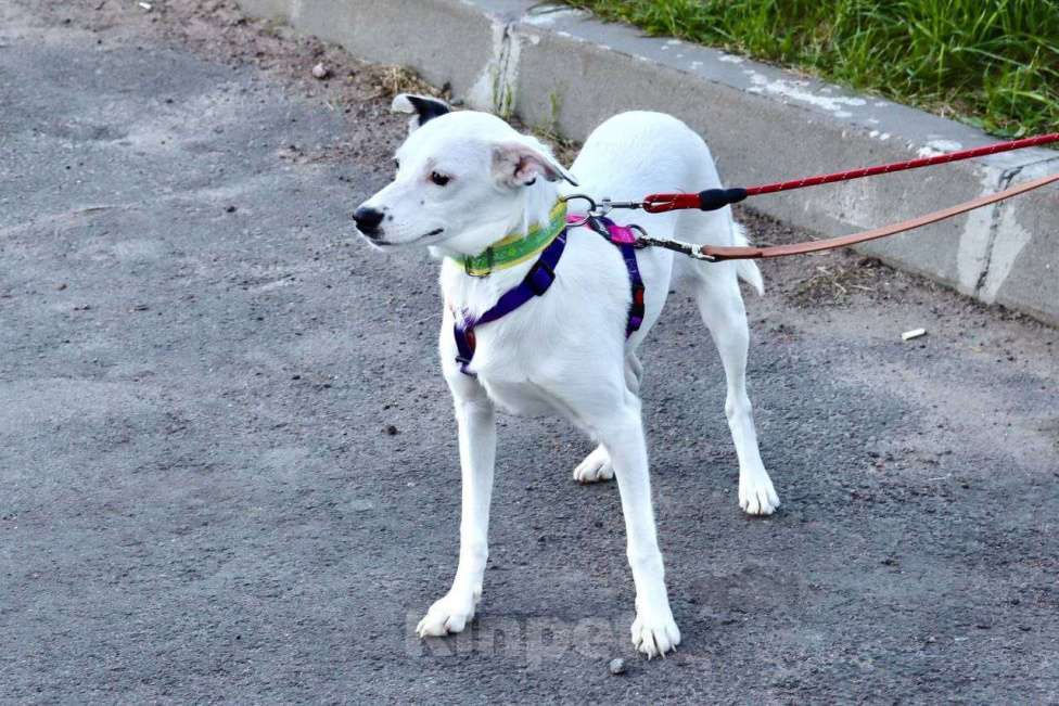 Собаки в Санкт-Петербурге: Красивая собачка ищет дом Девочка, Бесплатно - фото 4