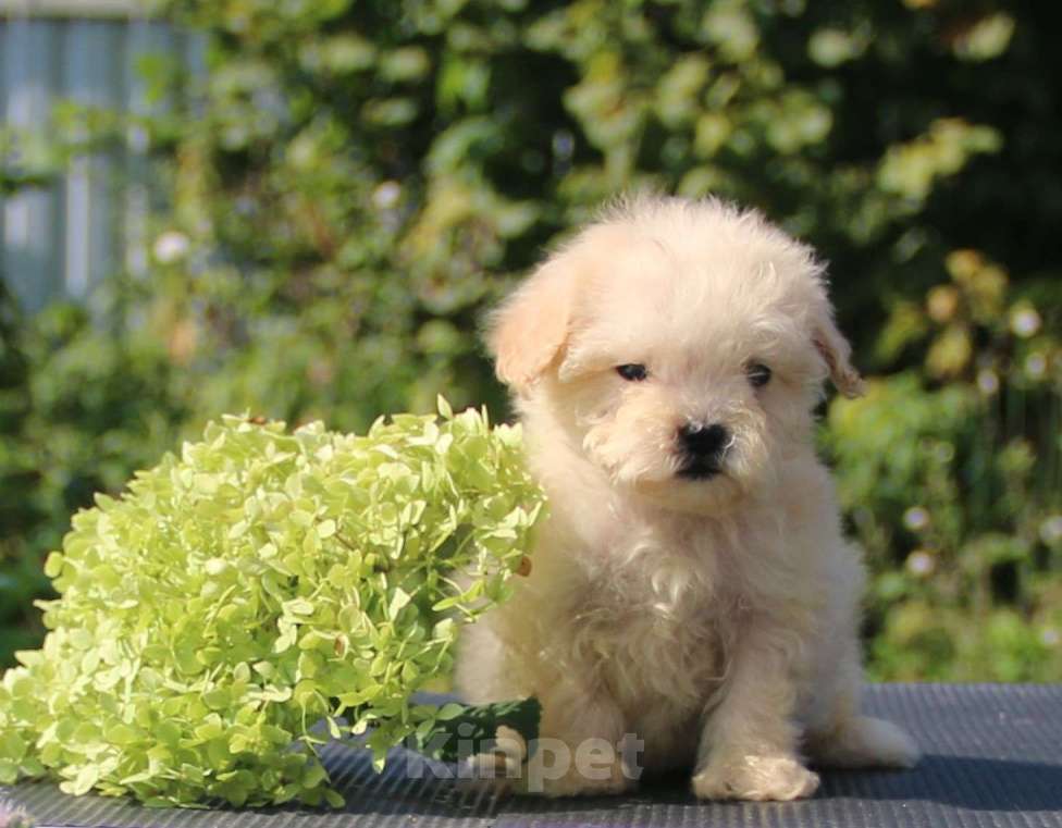 Собаки в Москве: мальтипу  девочки мини и микро Девочка, 120 000 руб. - фото 9