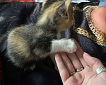 Кошки в Люберцах: Котенок в хорошие руки Девочка, Бесплатно - фото 5