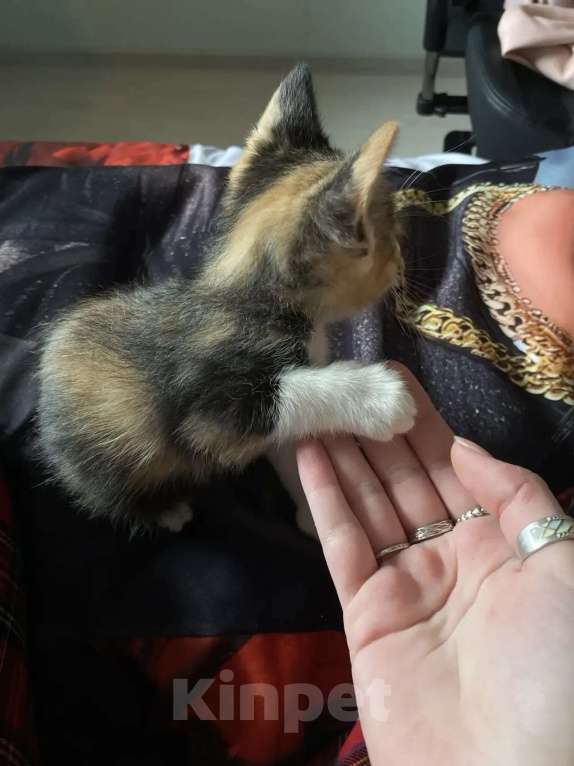 Кошки в Люберцах: Котенок в хорошие руки Девочка, Бесплатно - фото 5