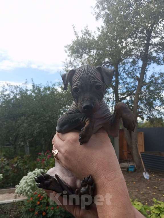 Собаки в Самаре: Продам  щенков породы  Американский  голый  терьер &quot; Девочка, 30 000 руб. - фото 5