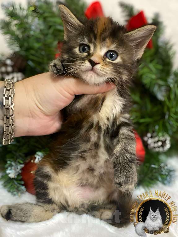 Кошки в Москве: Продаются чистопородные котята Мейн-Кун Девочка, 50 000 руб. - фото 2