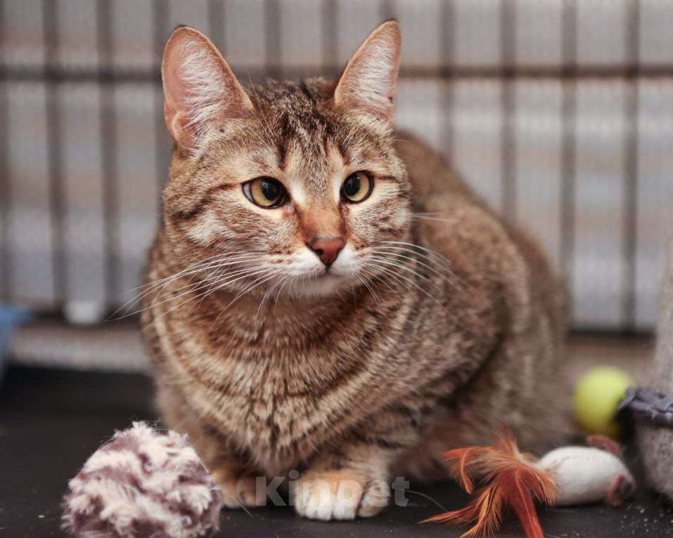 Кошки в Москве: Косоглазенькая Совушка Девочка, Бесплатно - фото 3