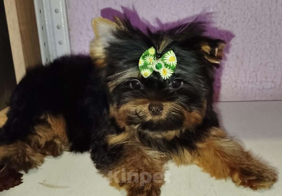 Собаки в Москве: Щенок Йоркширский терьер Мальчик, 65 000 руб. - фото 3