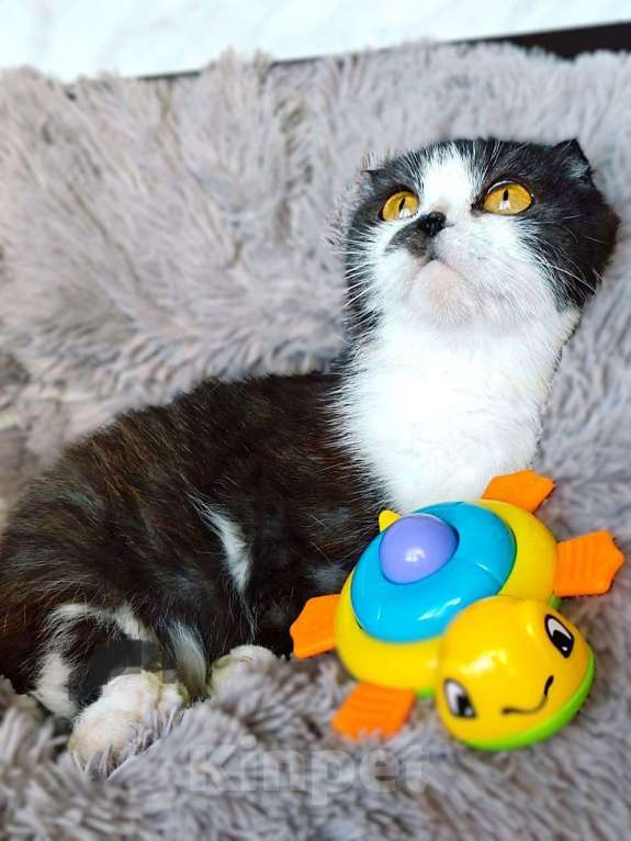 Кошки в Москве: Особенная кошечка шотландка на дожитие Девочка, 50 руб. - фото 3