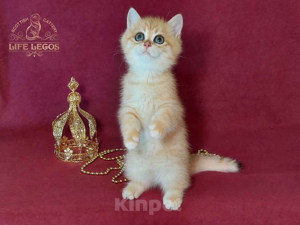 Кошки в Москве: Шотландский котёнок золотая шиншилла Мальчик, Бесплатно - фото 8