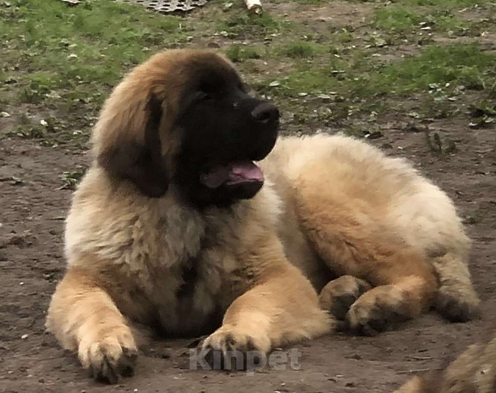 Собаки в других городах Московской области: Ария Прайд Дамир Мальчик, 150 000 руб. - фото 3