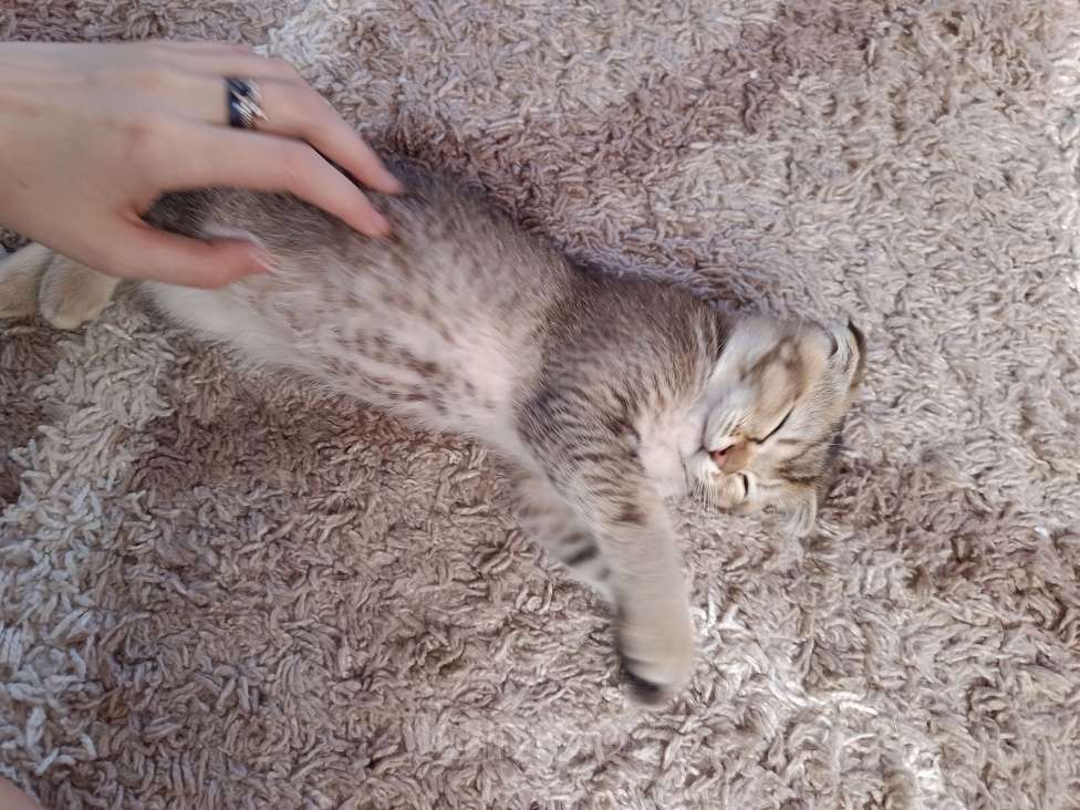 Кошки в Екатеринбурге: Вислоухий мальчик окраса ny25 Мальчик, 13 000 руб. - фото 10