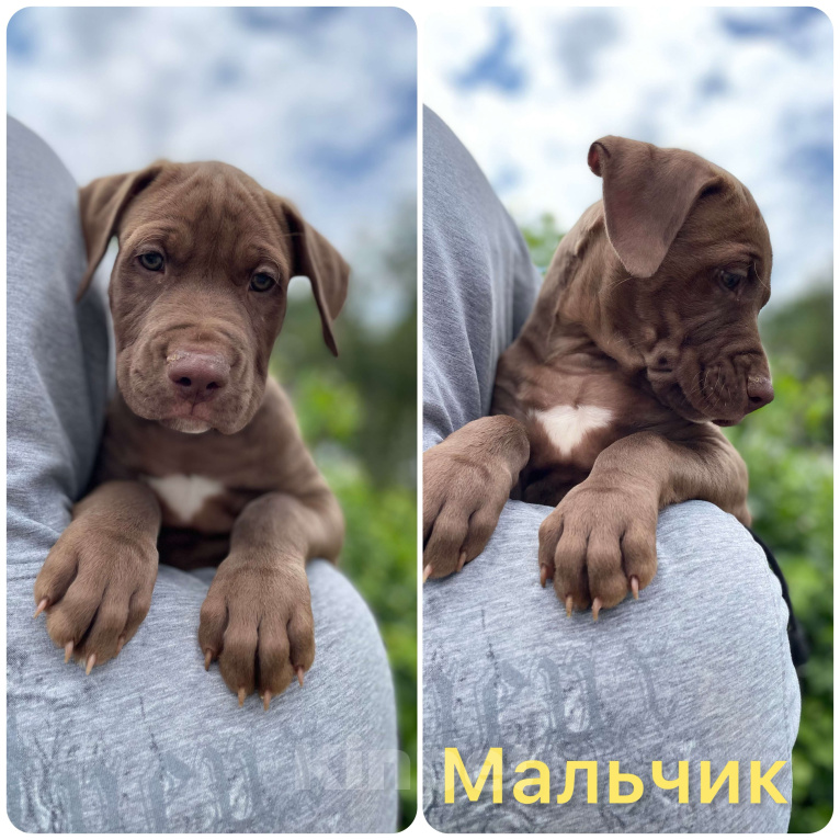 Собаки в других городах Крыма: Американский питбуль  Мальчик, 65 000 руб. - фото 8