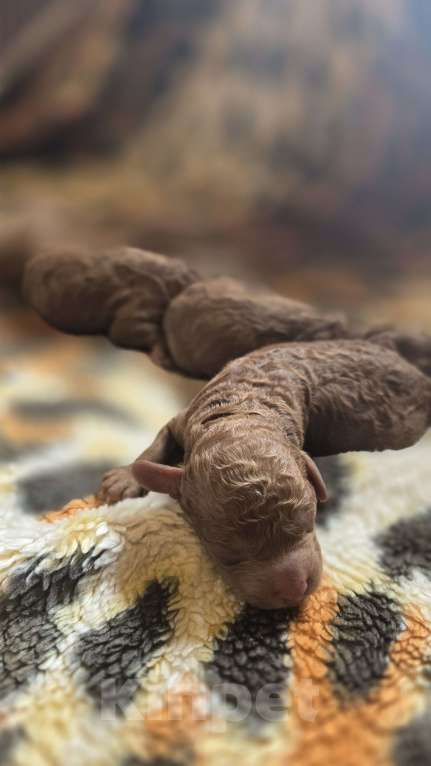 Собаки в Можайске: Продажа щенков породы Той пудель Мальчик, 65 000 руб. - фото 1