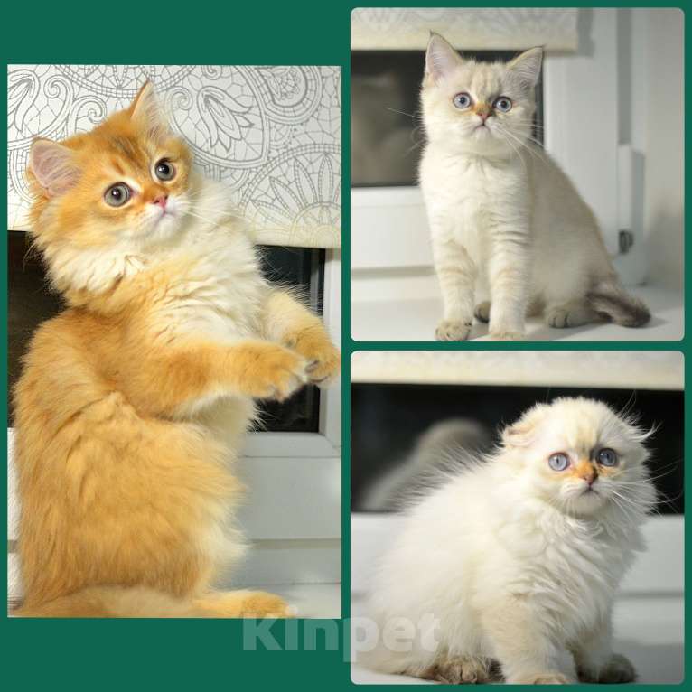 Кошки в Москве: Шотландские котята Разнополые, 12 000 руб. - фото 1