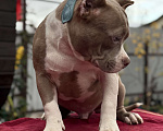 Собаки в других городах Московской области: Американский булли Мальчик, 150 000 руб. - фото 1