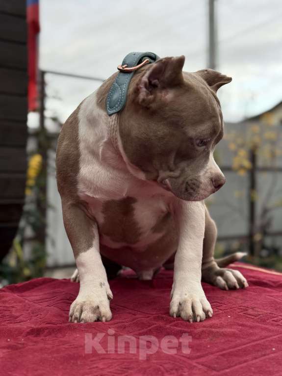 Собаки в других городах Московской области: Американский булли Мальчик, 150 000 руб. - фото 1