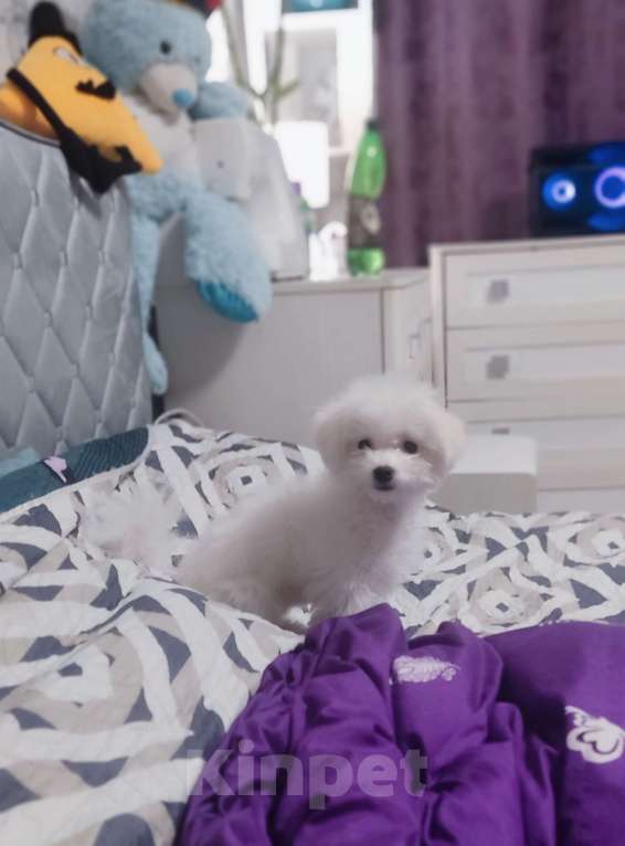 Собаки в Москве: Мини бишон фризе Девочка, 80 000 руб. - фото 1