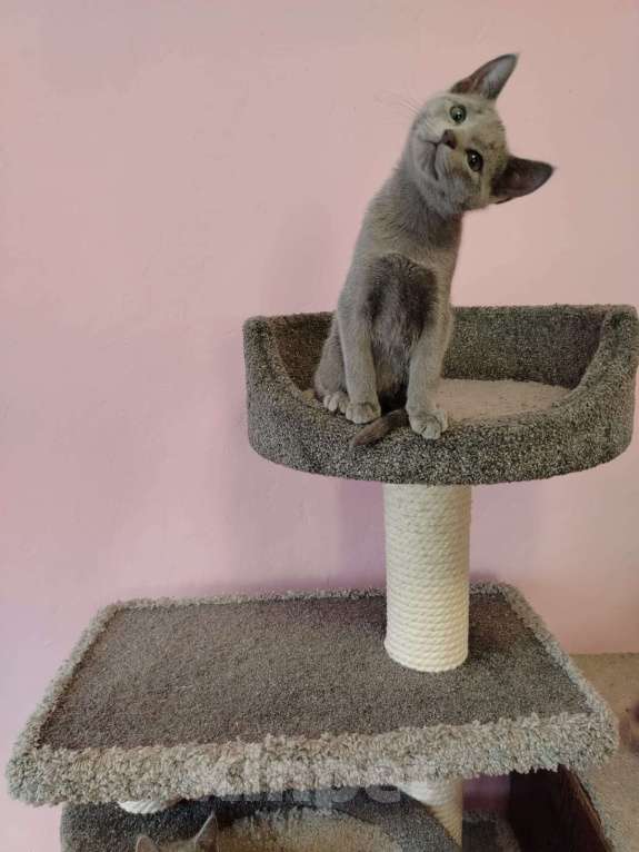 Кошки в Кудрово: Срочно продаем чудесного котенка Мальчик, Бесплатно - фото 1