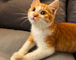 Кошки в Серпухове: Котенок Мальчик, Бесплатно - фото 1