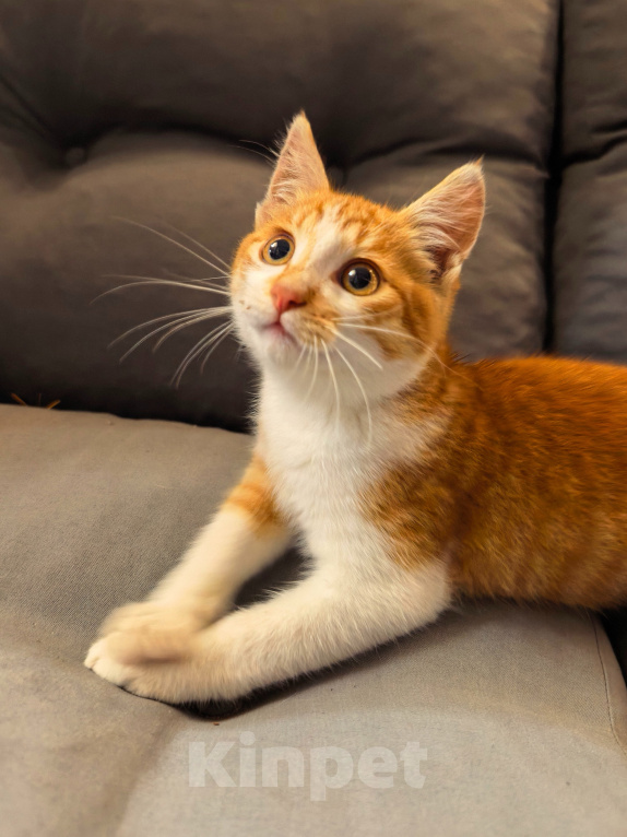 Кошки в Серпухове: Котенок Мальчик, Бесплатно - фото 1