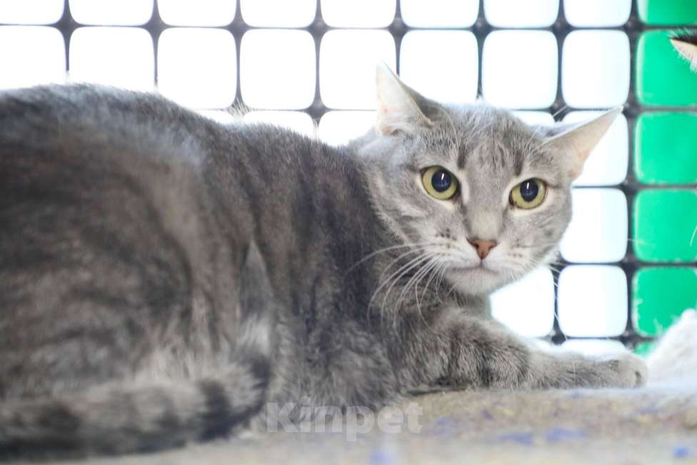 Кошки в Москве: Кошка-невидимка Есения в добрые руки Девочка, Бесплатно - фото 4
