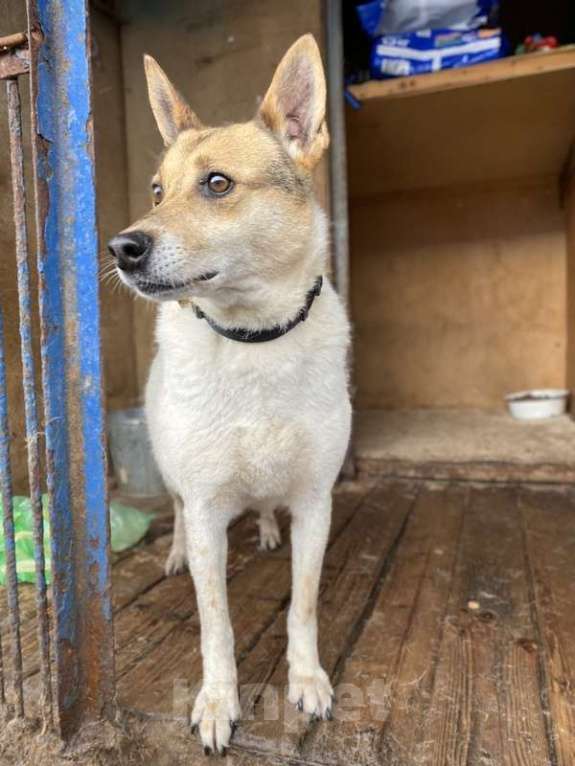 Собаки в Москве: Заберите меня из приюта! Я жду этого всю свою жизнь… ( Девочка, Бесплатно - фото 9