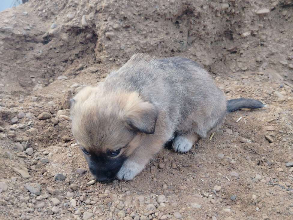 Собаки в других городах Башкортостана: Собака Девочка, Бесплатно - фото 5