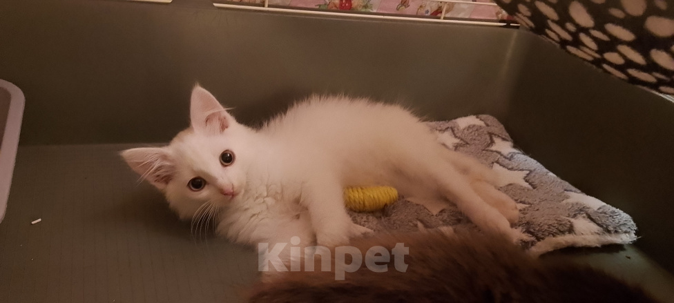Кошки в Москве: Зефирчик котенок в поиске дома Мальчик, Бесплатно - фото 3