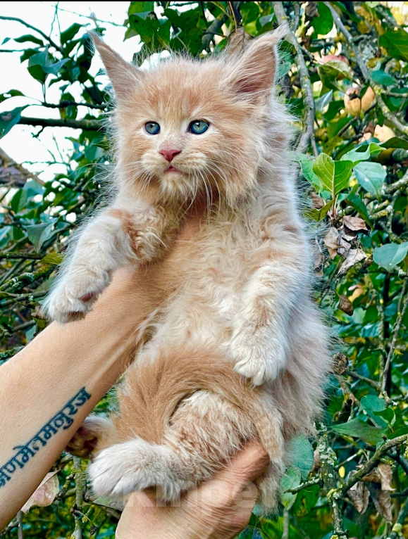 Кошки в Санкт-Петербурге: Мейн кун котенок кремовый Мальчик, 60 000 руб. - фото 3