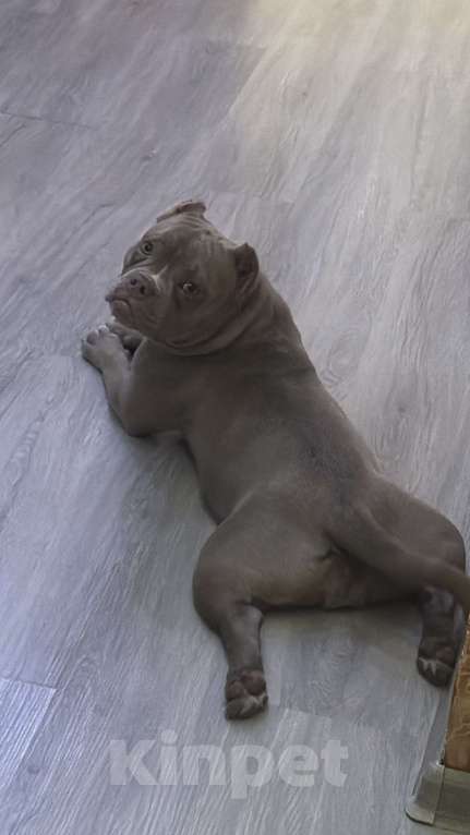 Собаки в Уссурийске: Щенок Американский булли покет Девочка, 150 000 руб. - фото 1