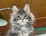 Кошки в других городах Московской области: Мейн-кун котенок Девочка, 120 000 руб. - фото 5