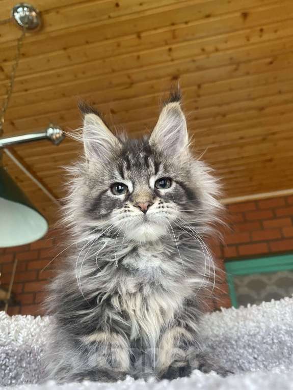 Кошки в других городах Московской области: Мейн-кун котенок Девочка, 120 000 руб. - фото 5