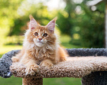 Кошки в Магадане: Котенок Мейн-Кун Мальчик, 50 000 руб. - фото 1