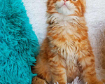 Кошки в Кингисеппе: Мейн куны рыжие морды, 10 000 руб. - фото 7