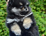 Собаки в Новороссийске: Красивые мальчишки померанского шпица Мальчик, 30 000 руб. - фото 3