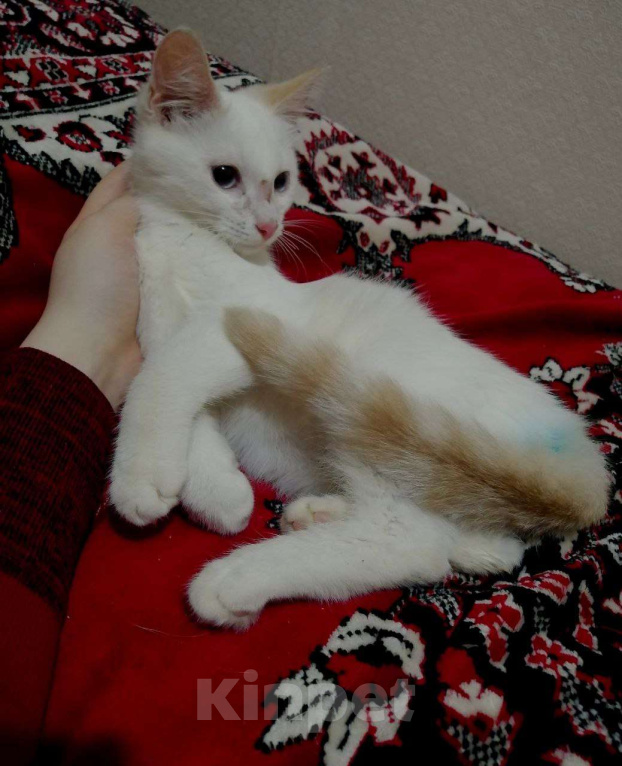 Кошки в Вологде: Котёнок  Мальчик, Бесплатно - фото 2