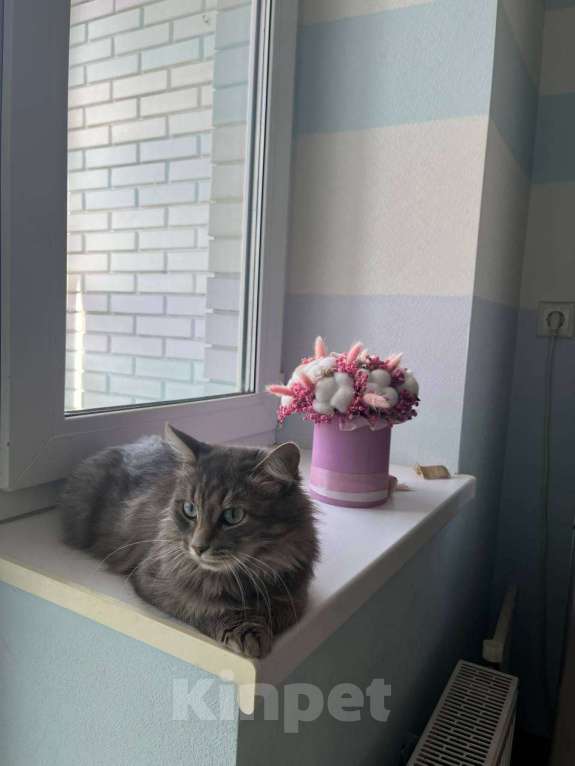 Кошки в Одинцово: Кошечка в добрые руки Девочка, Бесплатно - фото 2