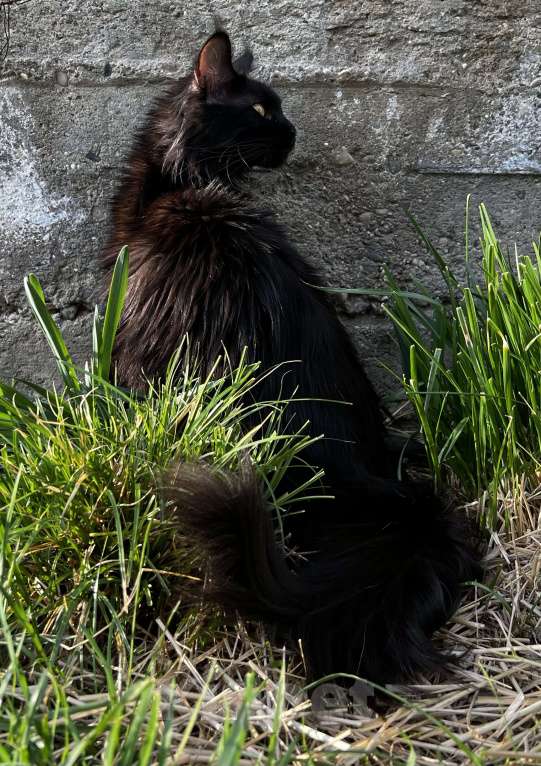 Кошки в Пятигорске: Питомник Affectionate miracle Девочка, Бесплатно - фото 3