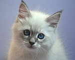 Кошки в Москве: Невский Маскарадный котенок Мальчик, 40 000 руб. - фото 1