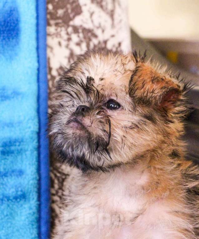 Собаки в Москве: Красотки Девочка, Бесплатно - фото 3